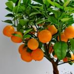 Выращивание апельсина из косточки в домашних условиях