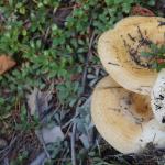 Где растут и обитают грибы Где произрастает гриб